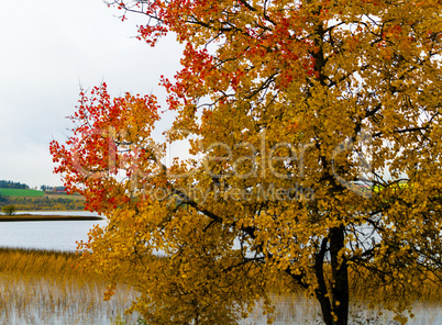 Horizontal vivid yellow red autumn Norway tree landscape paintin