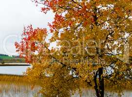 Horizontal vivid yellow red autumn Norway tree landscape paintin