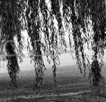 Square black and white willow branches background backdrop