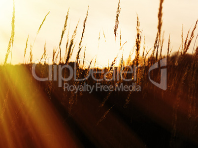 Sunset rye field with light rays landscape background