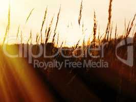 Sunset rye field with light rays landscape background