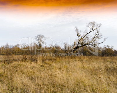 Horizontal dramatic single dry tree orange sunset landscape back