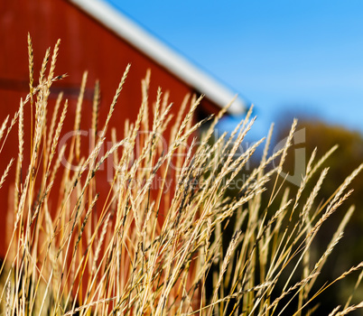 Horizontal vivid Norway rye near house cabin background backdrop