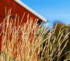 Horizontal vivid Norway rye near house cabin background backdrop