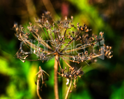 Horizontal vivid yellow nature plant closeup macro on green boke