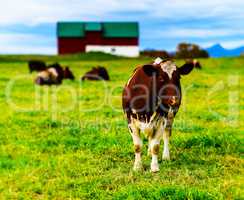 Horizontal vivid Norwegian cow on the field background backdrop