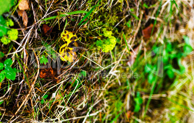 Horizontal vivid summer autumn grass closeup bokeh background ba