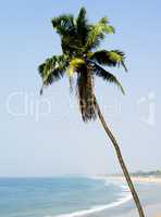 Vertical vivid palm south travel paradise landscape background b