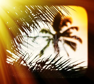 Sunset palm tree blurred framed postcard background