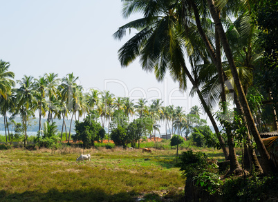 Horizontal vivid right aligned indian palms landscape background