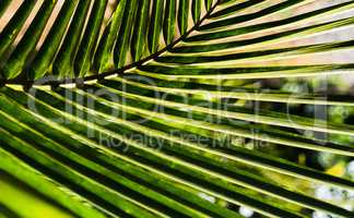 horizontal vivid vibrant green palm leaf bokeh background backdr