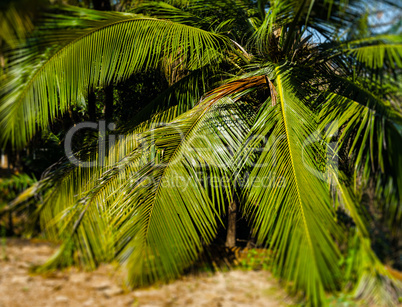 Horizontal vivid palm tree leaves bokeh background backdrop