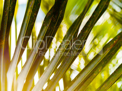 Horizontal vivid green palm leaf upclose detail bokeh background