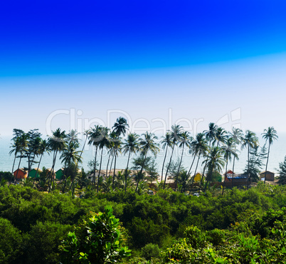 Square vivid palm jungle beach landscape background backdrop