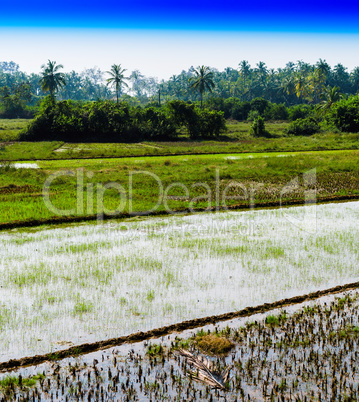 Vertical vivid rice diagonal plantation background backdrop