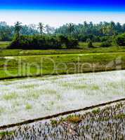 Vertical vivid rice diagonal plantation background backdrop