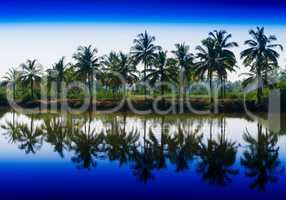Horizontal vibrant dramatic palms in a row with reflections land