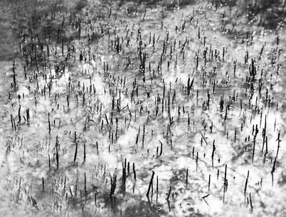 Horizontal balck and white plant offspring in water background b