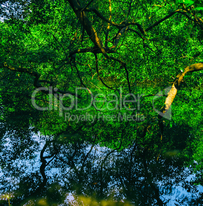 Square vivid indian jungle forest water reflections background b