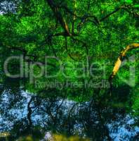 Square vivid indian jungle forest water reflections background b