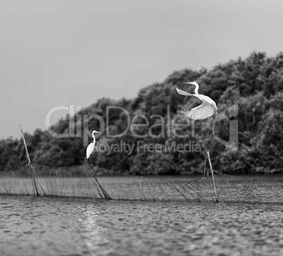 Horizontal vivid black and white stork couple love games on rive