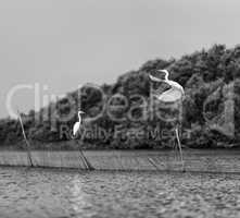 Horizontal vivid black and white stork couple love games on rive