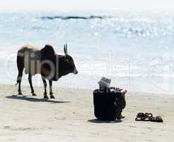Horizontal vivid man and cow on Indian beach ocean horizon lands