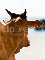 Vertical vivid indian holy cow bokeh background backdrop