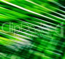 Horizontal vivid fresh green palm leaves blur motion abstraction