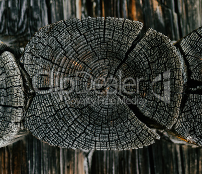Horizontal vivid wooden felling detail bokeh background backdrop
