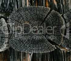 Horizontal vivid wooden felling detail bokeh background backdrop