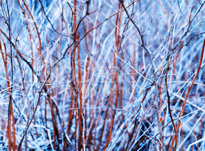 Horizontal vivid bush branches bokeh background backdrop