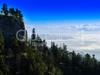 Horizontal vivid mountain forest slope landscape background back