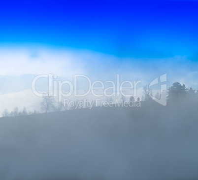 Square forest silhouette in fog landscape background backdrop