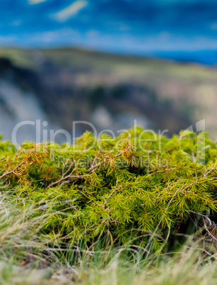 Vertical mountain moss detail closeup