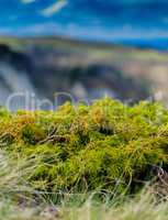 Vertical mountain moss detail closeup