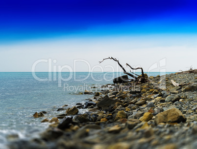 Horizontal vivid dry tree trunk on rocky ocean beach  background