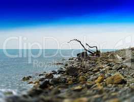 Horizontal vivid dry tree trunk on rocky ocean beach  background