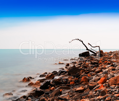Horizontal vivid tree snag on rocky beach bokeh background backd