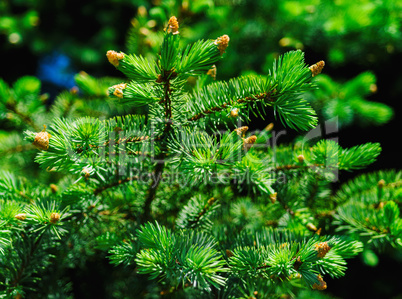 Fir branch medium format closeup