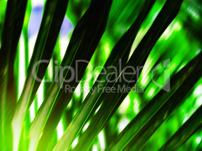Horizontal vivid vibrant green palm leaf nature abstract backgro