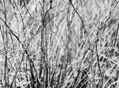 Horizontal black and white bush branches bokeh background backdr