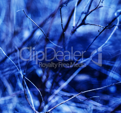 Square vivid blueish branches abstraction background backdrop