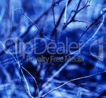 Square vivid blueish branches abstraction background backdrop