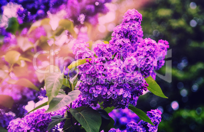 Lilac bush