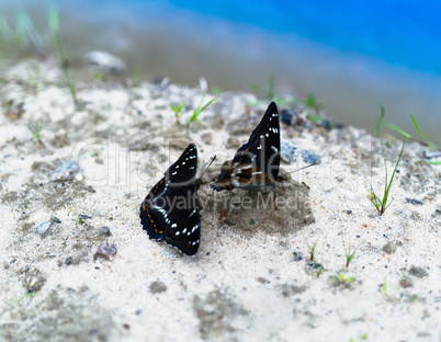 Horizontal vivid couple of butterflies bokeh background backdrop