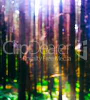 Vertical light leak in forest bokeh background