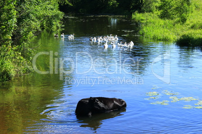 Rural landscape with cow washing in the river