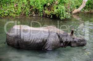 Nashorn in Indien