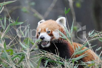 Roter Panda in Darjeeling, Indien